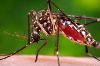 Les moustiques femelles inoculent à leurs victimes des maladies infectieuses potentiellement létales lorsqu'elles piquent et aspirent du sang (archives). KEYSTONE/AP Centers for Disease Control and Prevention/PHOTOGRAPHER